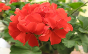 10 cách đuổi muỗi không dùng hóa chất